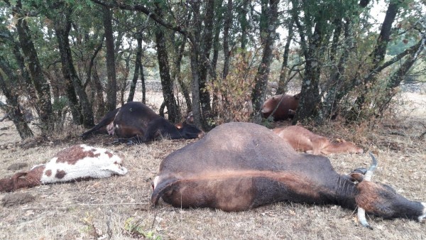 Un rayo acaba con 9 reses en Madrid Un rayo acaba con 9 reses en Madrid