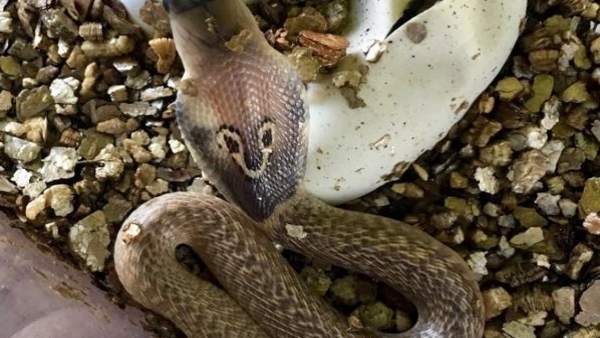 Un ejemplar de las nuevas cobras que se han incorporado a Terra Natura Un ejemplar de las nuevas cobras que se han incorporado a Terra Natura