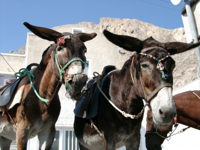 Burros en Santorini