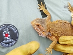 Encuentran un dragón barbudo australiano en un jardín de un chalet de Guadarrama