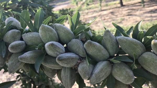 Almendro. Almendro.
