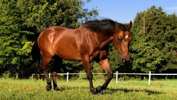 Caballo Caballo