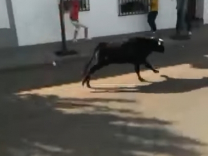 Vaquilla en Valdelacalzada