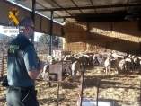 La Guardia Civil esclarece el robo de ganado ovino en Córdoba