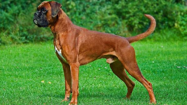Un perro de raza bóxer Un perro de raza bóxer