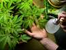 Unos jóvenes matan a una mujer con una horca tras ser descubiertos robándole la marihuana del huerto