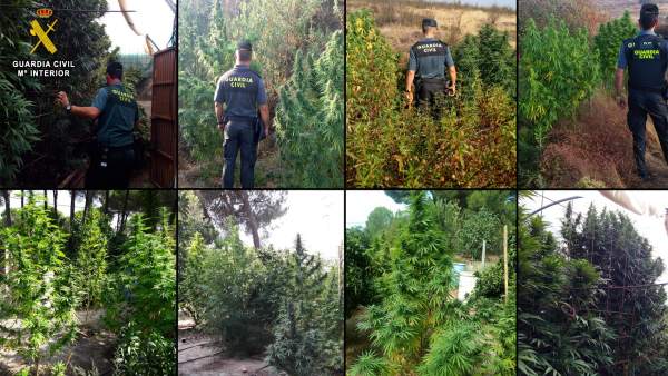 Operaciones de intervención de marihuana en Huelva Operaciones de intervención de marihuana en Huelva