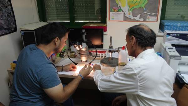 Investigadores analizan una muestra de mosquito tigre Investigadores analizan una muestra de mosquito tigre
