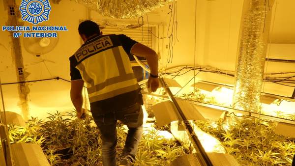 Plantación de marihuana en interior de vivienda en Sanlúcar Plantación de marihuana en interior de vivienda en Sanlúcar