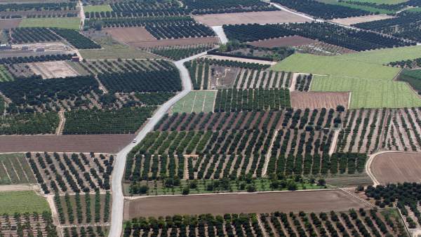 Campos, huertas, minifundios, huertos, agricultura, árboles, explotación agraria Campos, huertas, minifundios, huertos, agricultura, árboles, explotación agraria
