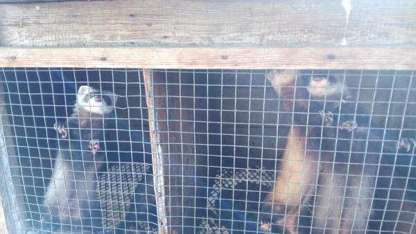 Animales enjaulados Animales enjaulados