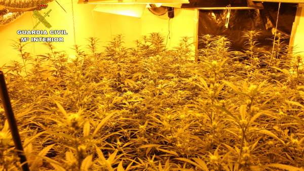 Imagen de la plantación de marihuana desarticulada Imagen de la plantación de marihuana desarticulada