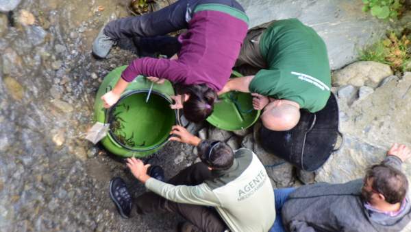 Liberados 2.000 alevines de trucha común en el río Poqueira Liberados 2.000 alevines de trucha común en el río Poqueira