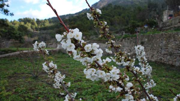 Un cerezo mallorquín Un cerezo mallorquín