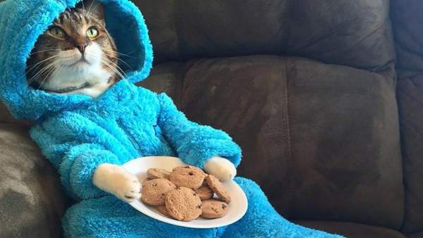Gatito en pijama Gatito en pijama