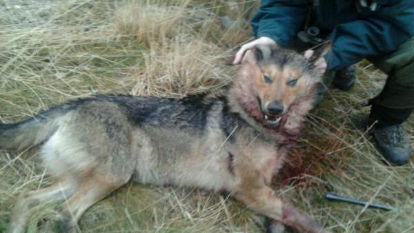 Lobo abatido. Lobo abatido.