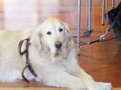 Perro guía