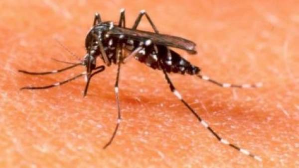 Mosquito con virus del dengue Mosquito con virus del dengue