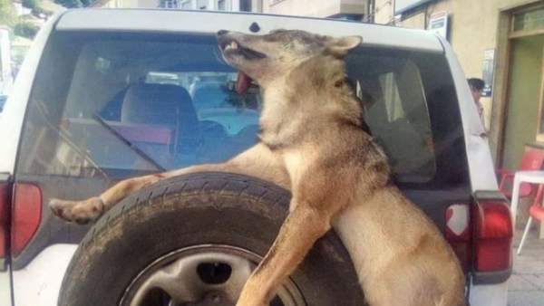 Lobo muerto Lobo muerto