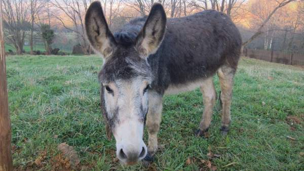 Burro (Archivo) Burro (Archivo)