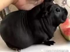 Un hombre compra un perrito y descubre que en realidad es otro animal