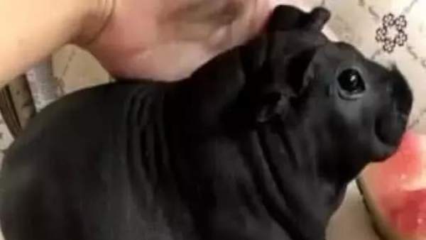 Una rata de bambú Una rata de bambú