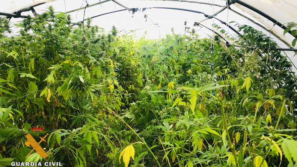 Plantación de marihuana en un invernadero de Burgos Plantación de marihuana en un invernadero de Burgos