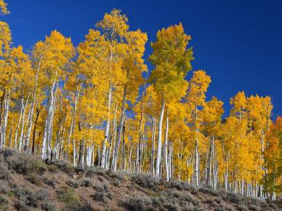 Pando, el ser vivo más pesado del mundo
