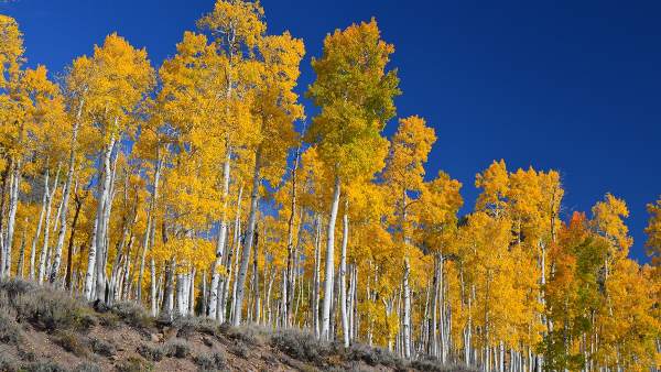 Pando, el ser vivo más pesado del mundo Pando, el ser vivo más pesado del mundo