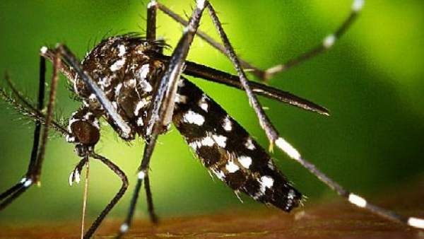 Ejemplar de mosquito tigre. Ejemplar de mosquito tigre.