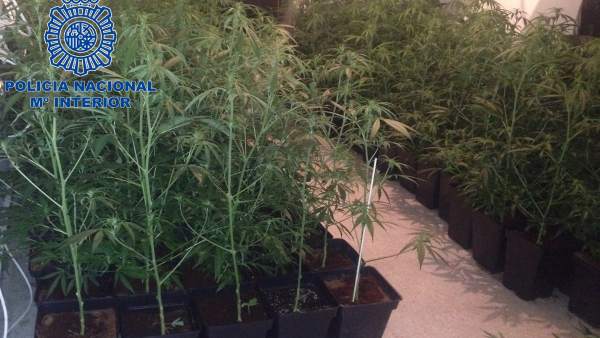 Marihuana inacautada en Mérida Marihuana inacautada en Mérida