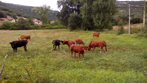 Vacas Vacas
