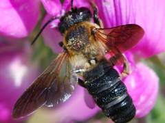Alerta en Cataluña ante la llegada de la 'abeja gigante resina' procedente de Asia