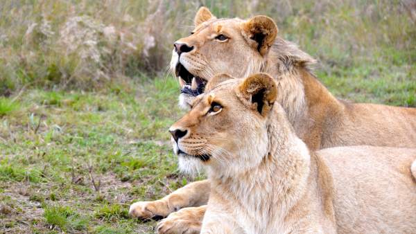 Leones Leones
