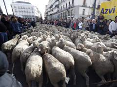 Más de 1.500 ovejas y 100 cabras recorren Madrid en la Fiesta de la Transhumancia