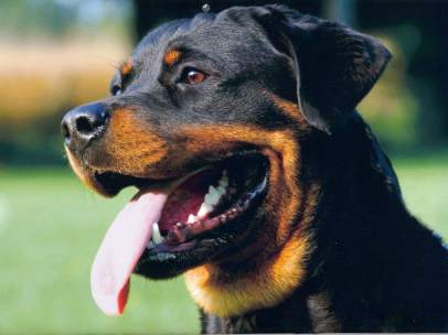 Rottweiller