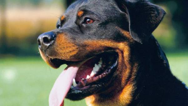 Rottweiller Rottweiller