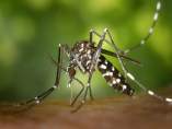 Mosquito tigre