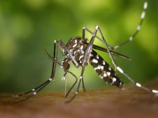 Mosquito tigre