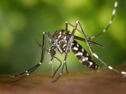 Mosquito tigre