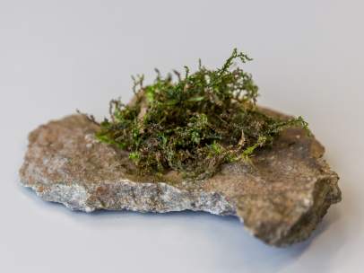 Liverwort (Radula perrottetii)