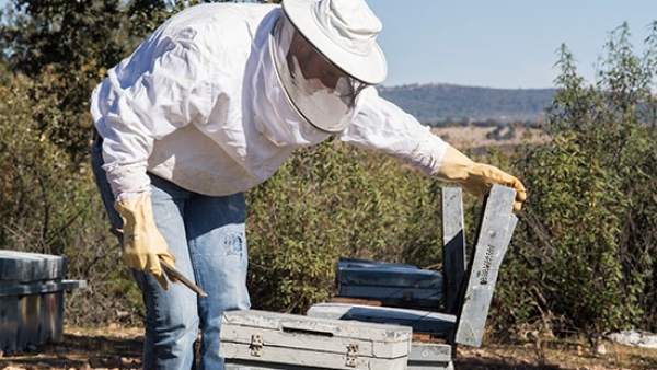 Un apicultor ante una colmena de abejas. Un apicultor ante una colmena de abejas.