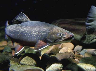 Peces de agua dulce