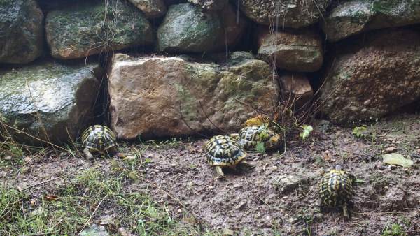Liberación de tortugas en Bovera Liberación de tortugas en Bovera