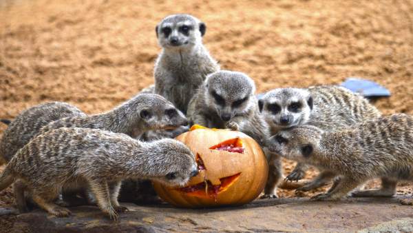 Las suricantas disfrutan de su calabaza rellena Las suricantas disfrutan de su calabaza rellena