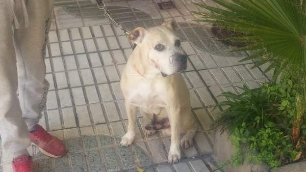 Perro Perro