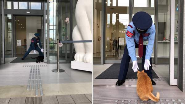 Gatos en Japón Gatos en Japón