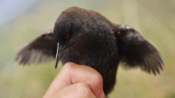 Rasconcillo de Tristan da Cunha Rasconcillo de Tristan da Cunha