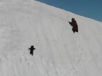 Vídeo del oso y su mamá.