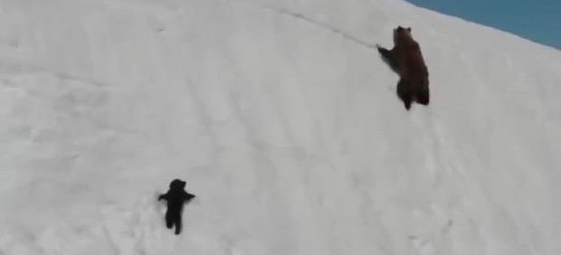 Vídeo del oso y su mamá.